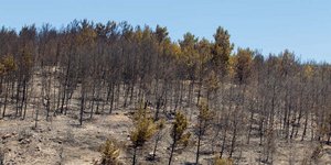 δασική έκταση μετά από πυρκαγιά/Φωτογραφία αρχείου: Eurokinissi