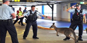 Άτακτο καγκουρό αναστάτωσε το αεροδρόμιο της Μελβούρνης [βίντεο]