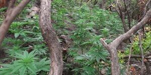 φωτογραφίες: astynomia.gr