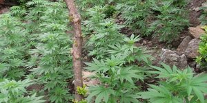 Νέα φυτεία με 55 δενδρύλλια κάνναβης εντόπισαν οι αστυνομικοί στα Χανιά/ Φωτογραφία: Eurokinissi/ Αρχείο