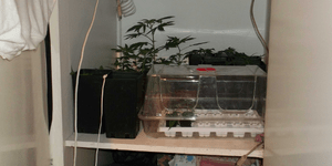 «Θεριακλήδες» στον Πύργο καλλιεργούσαν κάνναβη μέσα σε... ντουλάπες [εικόνες]