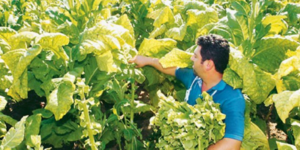 Υπέγραφαν με ονόματα νεκρών και έπαιρναν επιδοτήσεις - Στον εισαγγελέα 78 υποθέσ