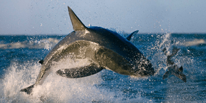 Η μάχη της «επιβίωσης»: Καρχαρίας εναντίον ψαρά για το θήραμα [βίντεο]
