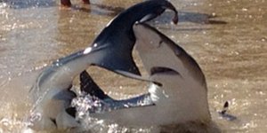 Ατρόμητος 62χρονος βούτηξε από την ουρά καρχαρία και έσωσε μικρά παιδιά [βίντεο]