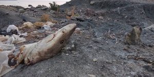 Kεφάλι καρχαρία- Φωτογραφία: zarpanews.gr