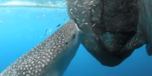 Καρχαρίας κλέβει με κόλπο την ψαριά μέσα από τα δίχτυα [βίντεο]