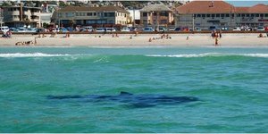 Θανάσιμα σαγόνια -Στην Αυστραλία καρχαρίας άρπαξε γυναίκα ενώ κολυμπούσε μπροστά