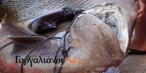 Φωτογραφία: gargalianoionline.gr
