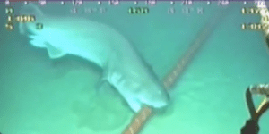 Απίστευτο: Οι καρχαρίες απειλούν να «ρίξουν» το ίντερνετ -Δαγκώνουν τα καλώδια τ