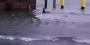 Ο καρχαρίας που κολυμπούσε στη Νέα Υόρκη ήταν τελικά... άνθρωπος [βίντεο]