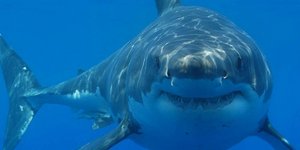 Καρχαρίας σώζει... ναυαγό που περιπλανιόταν 15 εβδομάδες στη θάλασσα!