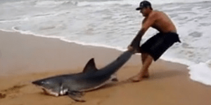 Άντρας τράβηξε με τα χέρια του καρχαρία πίσω στο νερό για να τον σώσει [βίντεο]