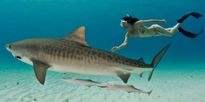 Οι καρχαρίες έχουν τη δική τους «γοργόνα»: Ακτιβίστρια κολυμπάει γυμνή μαζί τους