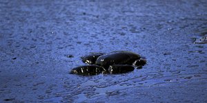 Νεκρή θαλάσσια χελώνα καλυμμένη με πίσσα στη Σαλαμίνα. AP Photo/Petros Giannakouris