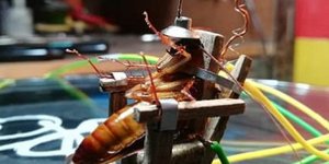 Εφτιαξε μίνι ηλεκτρική καρέκλα για να σκοτώσει κατσαρίδα -Φωτογραφία: Viralpress