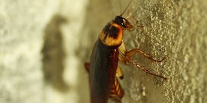 ΦΩΤΟΓΡΑΦΙΑ: PIXABAY