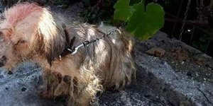 Πρόστιμο 30.000 ευρώ σε 62χρονο που περιέλουσε σκυλάκι με πετρέλαιο