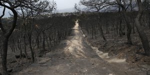 Φωτογραφία: Intimenews/ΤΖΑΜΑΡΟΣ ΠΑΝΑΓΙΩΤΗΣ