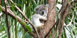 Γιατί τα κοάλα γατζώνονται στα δέντρα; Το μυστικό πίσω από την αγαπημένη τους συ