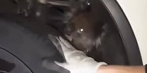 Η πυροσβεστική απεγκλώβισε τελικά το παγιδευμένο κοάλα