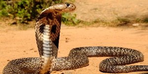 Στα χέρια των αρχών του Χονγκ Κονγκ... 800 δηλητηριώδης κόμπρες