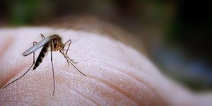 Ποιοι καρχαρίες και κροκόδειλοι; Διάγραμμα αποκαλύπτει πως οι πιο φονικοί εχθροί