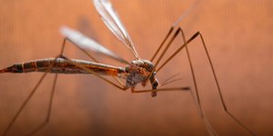 ΚΕΕΛΠΝΟ: Ο ιός του Νείλου είναι λιγότερο επιθετικός από πέρσι