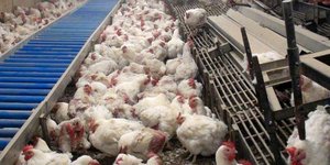 Κρέατα με μικρόβια ανθεκτικά στα αντιβιοτικά στο πιάτο μας