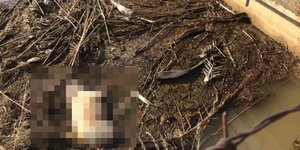 Πνίγηκε σκύλος στην Κρήτη/ Φωτογραφία:ekriti.gr