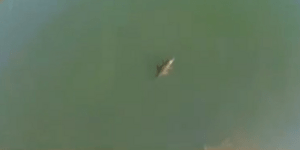 Καρέ καρέ τα μακροβούτια του κροκόδειλου του Ρεθύμνου στο φράγμα των Ποταμών [βί