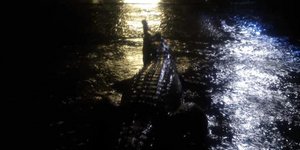 Κροκόδειλος σε δρόμο στην Αυστραλία (Φωτογραφία: Erin Hahn/Facebook)