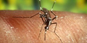Δεύτερο κρούσμα από τον ιό του Δυτικού Νείλου στην Αττική