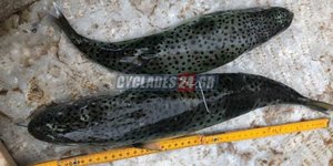 Λαγοκέφαλοι στη Σύρο /Φωτογραφία: Cyclades24