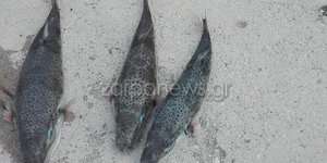 Λαγοκέφαλοι