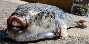 Ο λαγοκέφαλος έχει κοφτερά δόντια και φουσκώνει όταν απειλείται / Φωτογραφία: Intime News