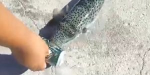 Λαγοκέφαλος στην Κρήτη