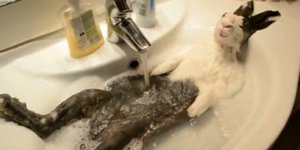 To βίντεο από την Ελλάδα που σαρώνει στο Youtoube: Λαγός κάνει μπάνιο σε νιπτήρα