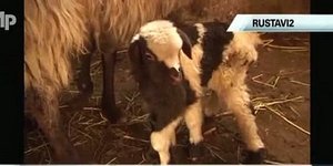 Γεννήθηκε αρνάκι με έξι πόδια [βίντεο] 