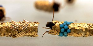 Φυσικά κοσμήματα: Φωλιές από χρυσάφι και πολύτιμους λίθους [εικόνες + βίντεο]