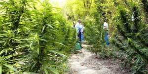 Το αλβανικό κύκλωμα ναρκωτικών έχει πλοκάμια και στην Ελλάδα -Νέα στοιχεία από τ