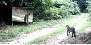 Λεοπαρδαλεις «νάρκισσοι» ανακαλύπτουν τον καθρέφτη και δεν ξεκολλάνε [βίντεο]
