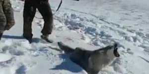 Λύκος σε χιόνια 