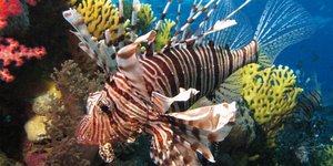 ΦΩΤΟΓΡΑΦΙΑ: Wikipedia