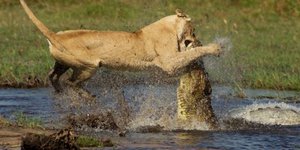 Λέαινα τα βάζει με κροκόδειλο για να προστατέψει τα μικρά της [εικόνες]