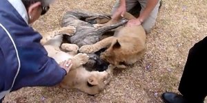 Δύο λιονταράκια παίζουν με ένα σκύλο [βίντεο] 