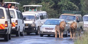 Το μποτιλιάρισμα οφειλόταν σε... λιοντάρια [εικόνες] 