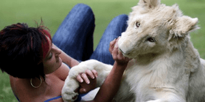 Έχει για κατοικίδιο ένα λευκό λιοντάρι [εικόνες]