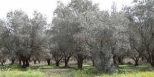 Η ΕΡΓΟΣΕ ξαναβγάζει στο σφυρί 17.500 ελαιόδεντρα είτε για μεταφύτευση