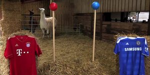 Λάμα... προέβλεψε πως η Τσέλσι θα πάρει το Τσάμπιονς Λιγκ [βίντεο]