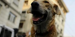 Λουκάνικος